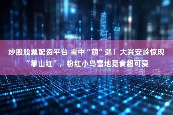 炒股股票配资平台 雪中“萌”遇！大兴安岭惊现“靠山红”，粉红小鸟雪地觅食超可爱